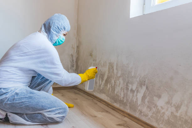 Licensed Mold Testing service in Frankfort, KY - WQB Mold Removal